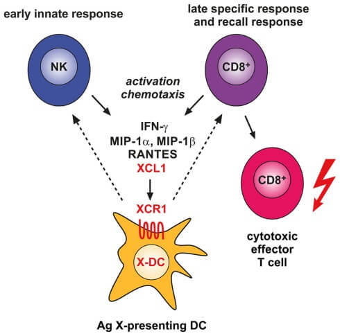 Involvement of the XCL1–XCR1 communication axis in the innate and adaptive cytotoxic responses to cross-presented microbial and tumor antigens.